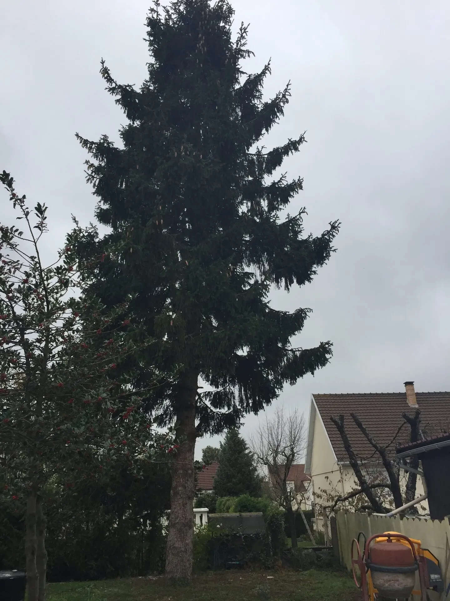 Grand sapin avant élagage