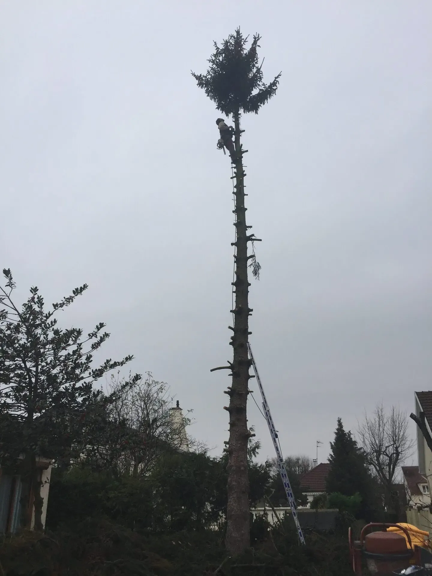 Élagueur en hauteur pendant la taille d'un sapin