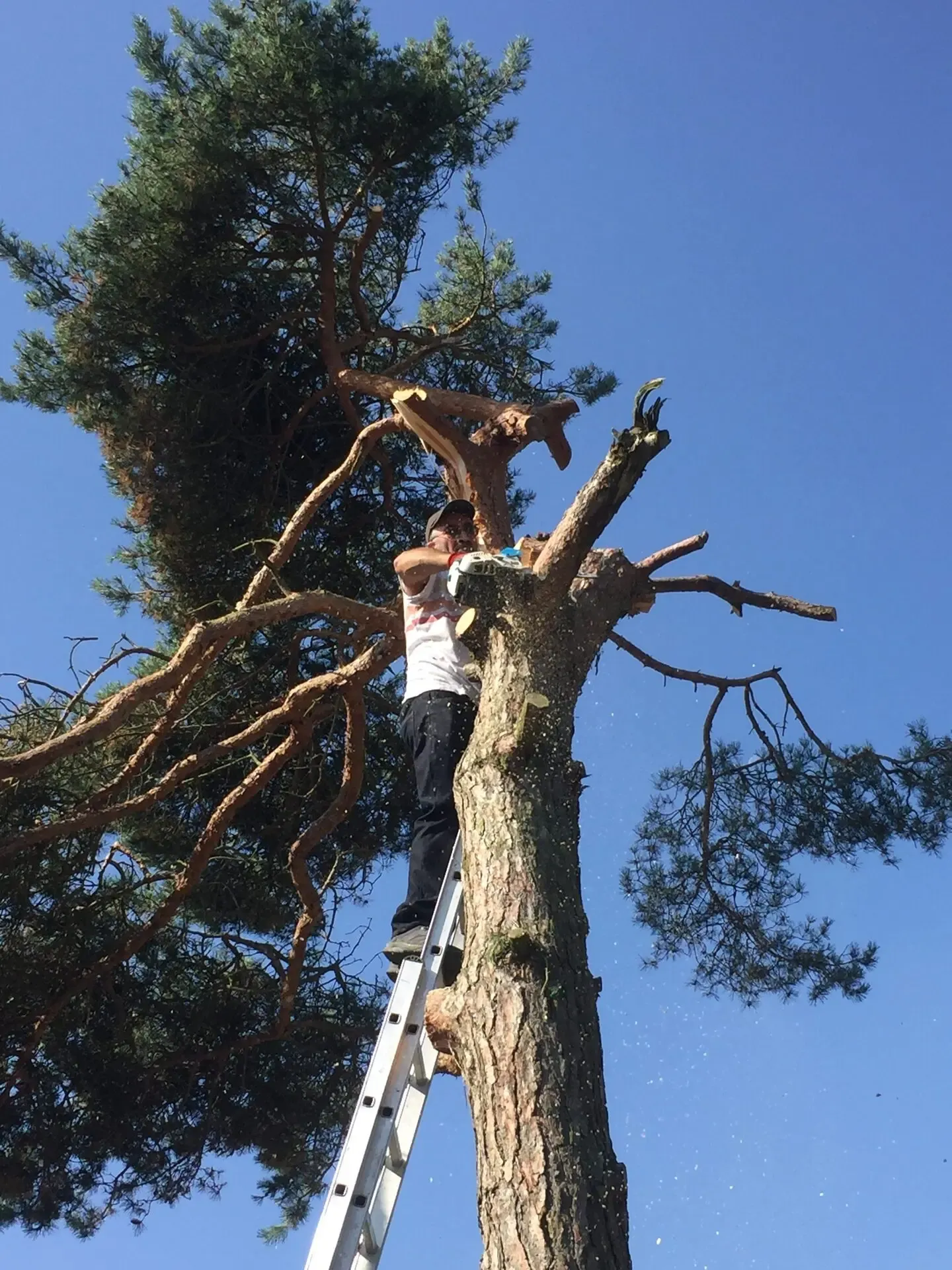 Élagueur en action, découpe d'une branche en hauteur